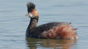 Eared Grebe