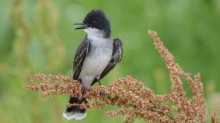 Eastern Kingbird facing forward looking to its right while perched on flowering grass 