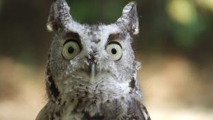Eastern Screech Owl with its round yellow eyes looking particularly startled as it faces toward the viewer