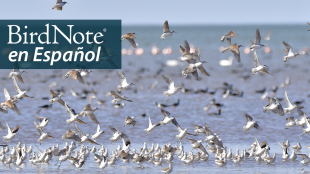 A flock of Wilson's Phalaropes fly over the coast line, "BirdNote en español" appears in the top left corner of the image. 