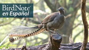 A light brown bird stands poised on a fallen log. He faces the viewer and looks to his right, as his splendidly long tail feathers fan out behind him. "BirdNote en Español" appears in the top left corner.