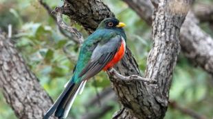 Male Elegant Trogon showing green back, grey wings, bright red breast and dark head.