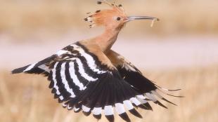 Eurasian Hoopoe in flight, carrying a grub in its beak