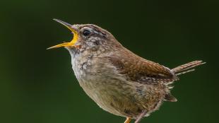 Eurasian Wren seen in left profile, beak open wide as it sings. This Eurasian wren shows the warm brown wing feathers and buff colored breast, and its short tail is tilted upward.