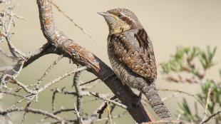 Eurasian Wryneck