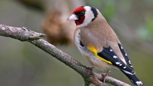 European Goldfinch