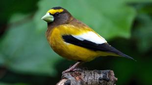 Evening Grosbeak