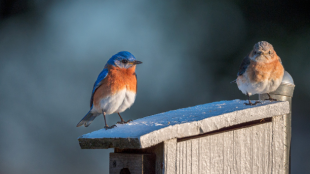 Two Eastern Bluebirds stand on top of a nest box