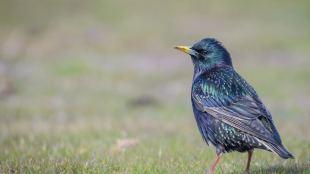 European Starling stands in short grass