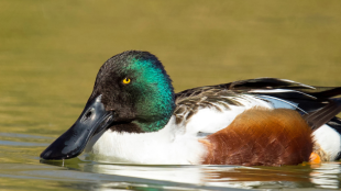 Northern Shoveler swims in water