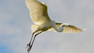 A Great Egret in flight