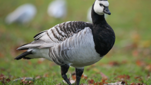 A Barnacle Goose standing in a green field. The bird has a white face and its body is black, white, and gray.