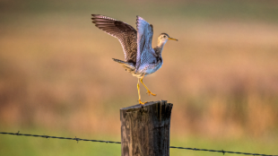 Upland Sandpiper stands on stump, perched on one leg with wings spread open