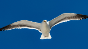 Una gaviota occidental volando contra un cielo azul
