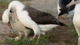 A pair of Laysan Albatross stand over an egg, two other Albatross seen in the background