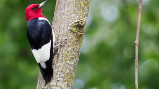 Red-headed woodpecker perches on a tree 