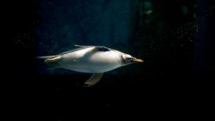 A Gentoo Penguin in dark water, swimming toward the right of the image, its body lit by filtered light from above.