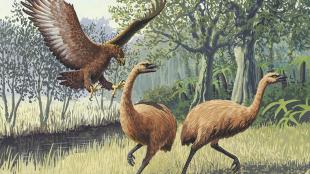 Illustration of a giant eagle attacking Moa birds in New Zealand 