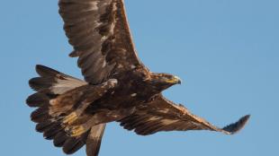 Golden Eagle in flight