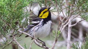 Golden-cheeked Warbler male