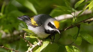 Golden-winged Warbler