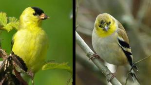 Goldfinch, molt comparison