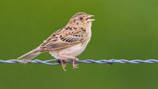 A Grasshopper Sparrow sitting on a narrow wire fence, against a green background