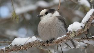 Gray Jay perched on snowy branch