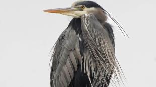 Great Blue Heron looking to its right, against a pale sky