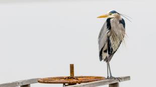 Great Blue Heron standing alone on a dock 