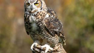 Great Horned Owl perched on snag