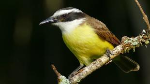 A small bird with yellow breast, brown back, and horizontal black stripe across its cheek is perched on a branch.