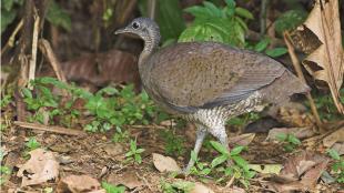 Great Tinamou