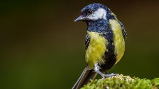 A Great Tit facing the camera, head turned to its right, with yellow breast and large vertical black stripe up the center and around the throat.