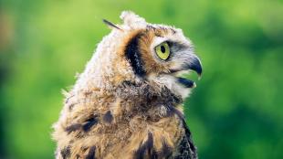 Great Horned Owl juvenile