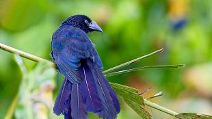 A Greater Ani showing its long tail, glossy blueish black feathers and large black beak