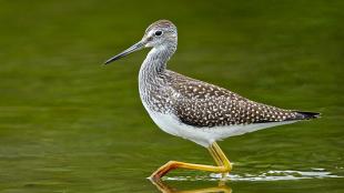 Greater Yellowlegs