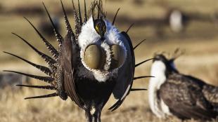 Greater Sage-Grouse pair