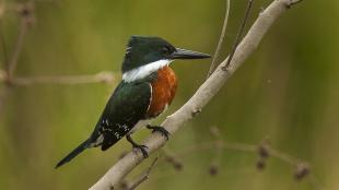 Green Kingfisher seen in profile, perched on a branch