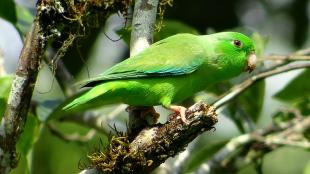 Green-rumped Parrotlet