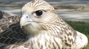 Gyrfalcon in closeup