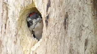A Hairy Woodpecker nestling peeks out from its nest hole in the side of a tree trunk.