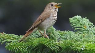 Hermit Thrush stands on branch