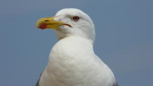 Herring Gull