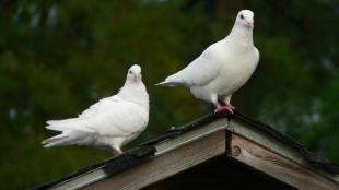 Homing Pigeons perched on a roof