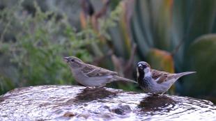 Pair of House Sparrows on the edge of a water-filled birdbath