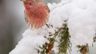 House Finch perches on snow-covered tree branch