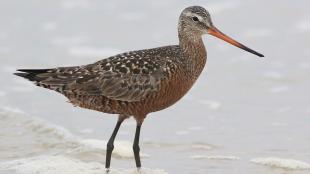 Hudsonian Godwit