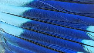 Close-up look at a bird's outstretched wing feathers that are light blue with a band of vivid dark blue across them