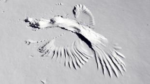 Imprint of bird's wings in snow where it touched down catching prey